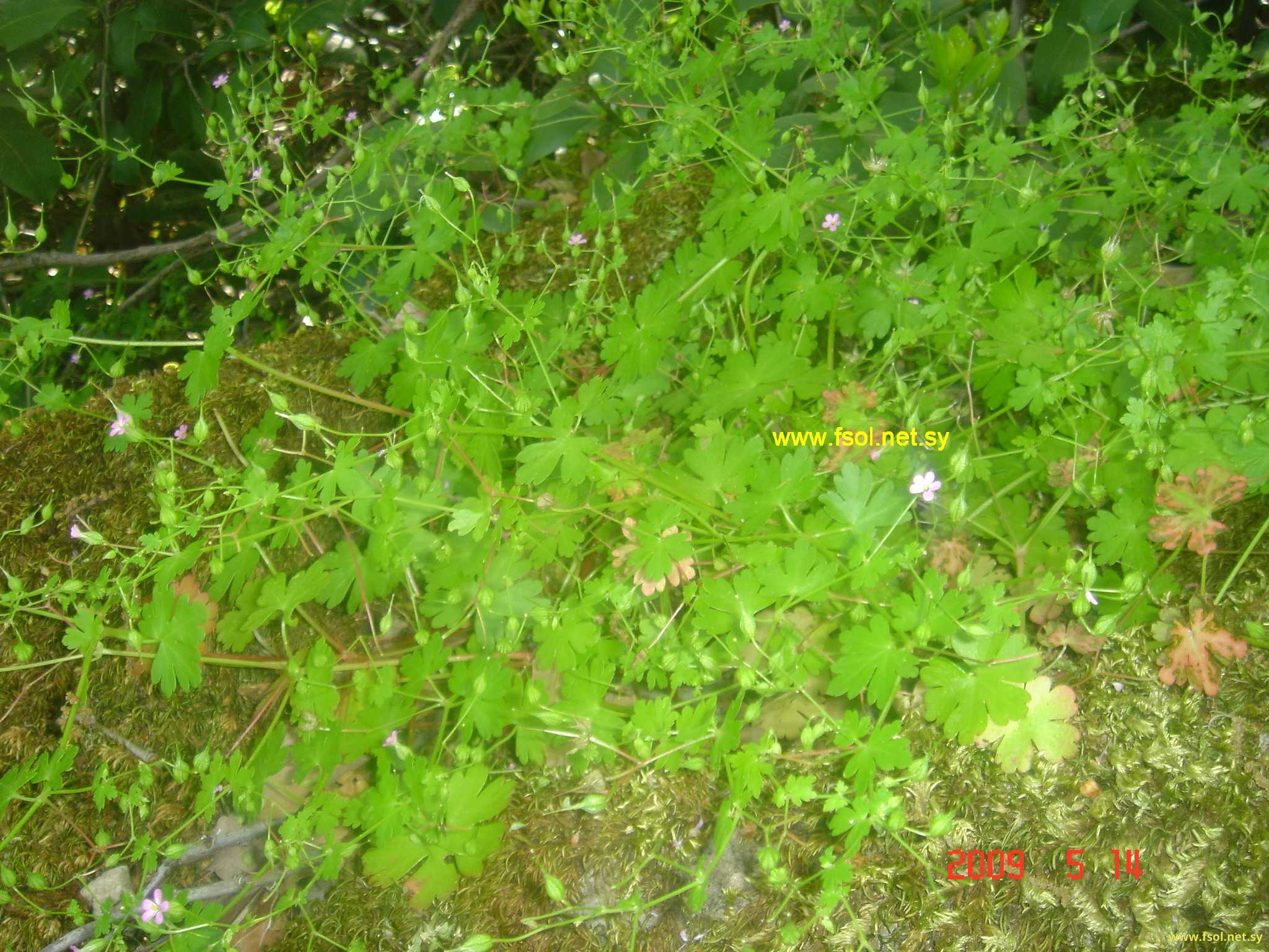 Geranium robertianum L.